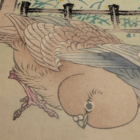 楳嶺 「楳嶺花鳥画譜　麗春花　鳩」