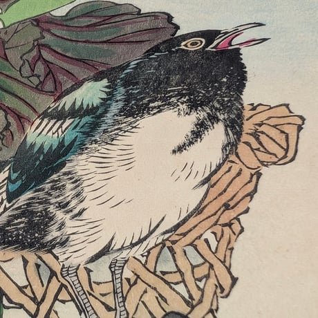 楳嶺 「楳嶺花鳥画譜　甘藍　鵲」