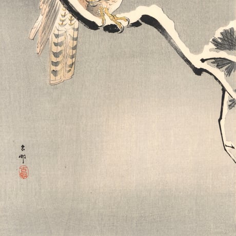 小原古邨 (雪松に大鷹と温め鳥)