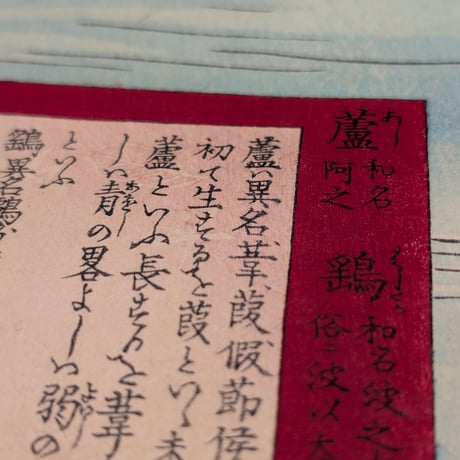 楳嶺 「楳嶺花鳥画譜　葦　鷂」
