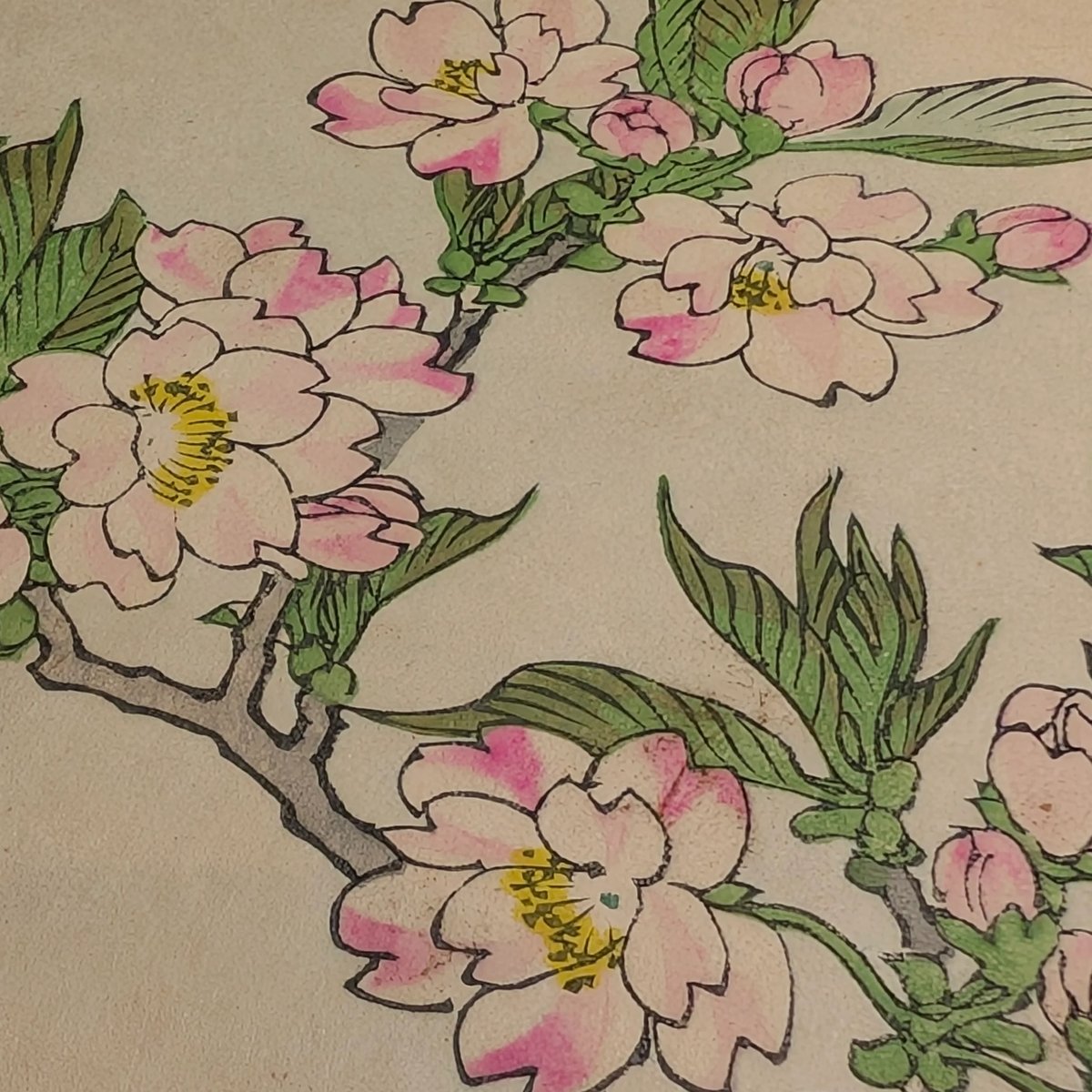 楳嶺 「楳嶺花鳥画譜 桜 鴎」 | 古美術もりみや