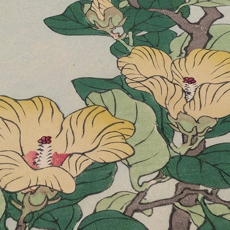 楳嶺 「楳嶺花鳥画譜　黄槿　隼」