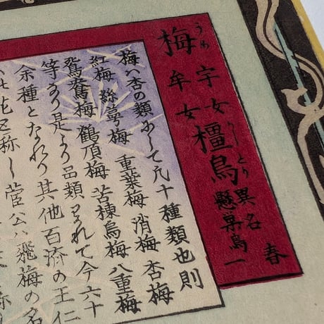 楳嶺 「楳嶺花鳥画譜　梅　橿鳥」