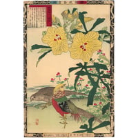 楳嶺 「楳嶺花鳥画譜　黄蜀葵　錦鶏」