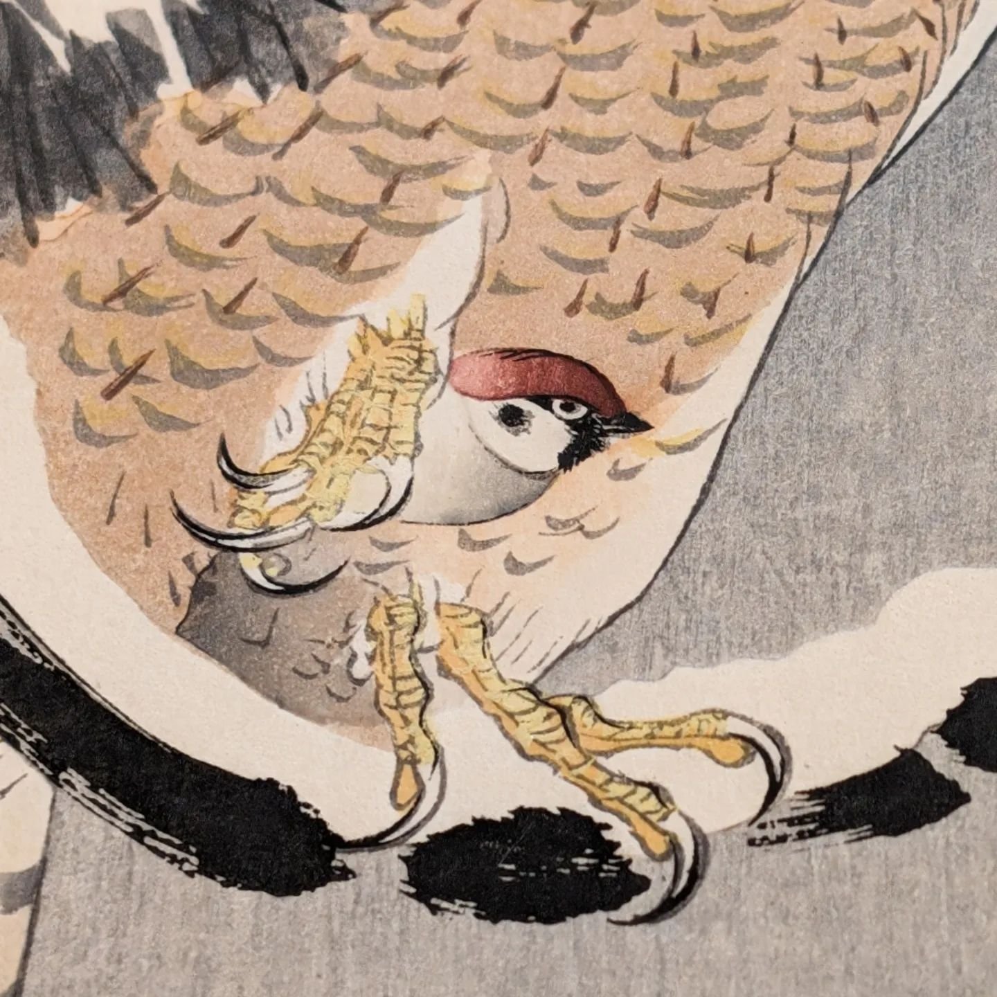 小原古邨「雪松に大鷹と温め鳥」本物木版画 original