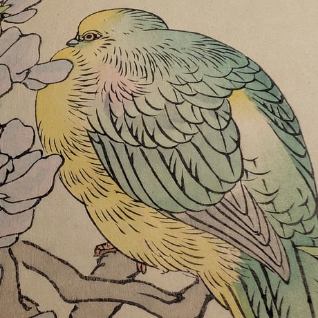 楳嶺 「楳嶺花鳥画譜　藤花　青バト」