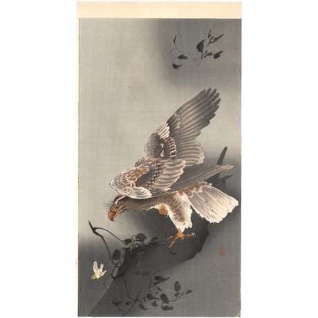 小原古邨 (小鳥を狙う大鷲)
