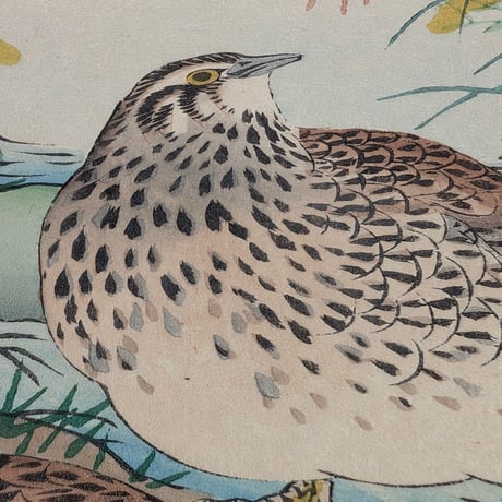 楳嶺 「楳嶺花鳥画譜　葛　鶉」