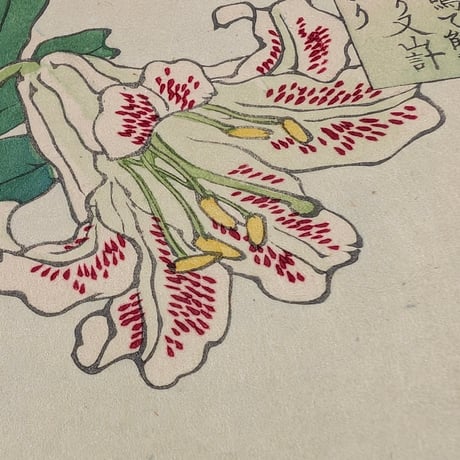 楳嶺 「楳嶺花鳥画譜　百合　計里」