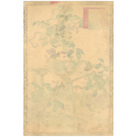 楳嶺 「楳嶺花鳥画譜　木通　練鵲」