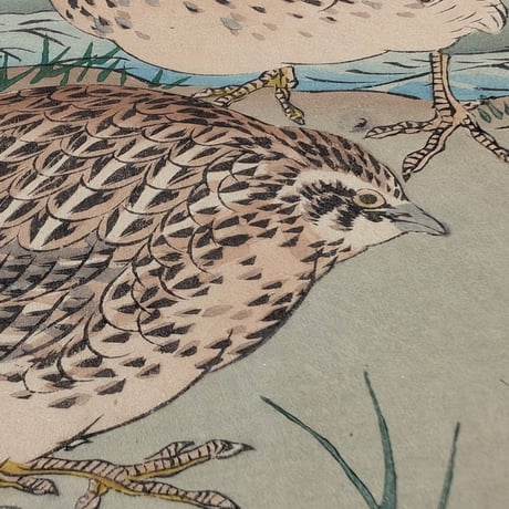 楳嶺 「楳嶺花鳥画譜　葛　鶉」
