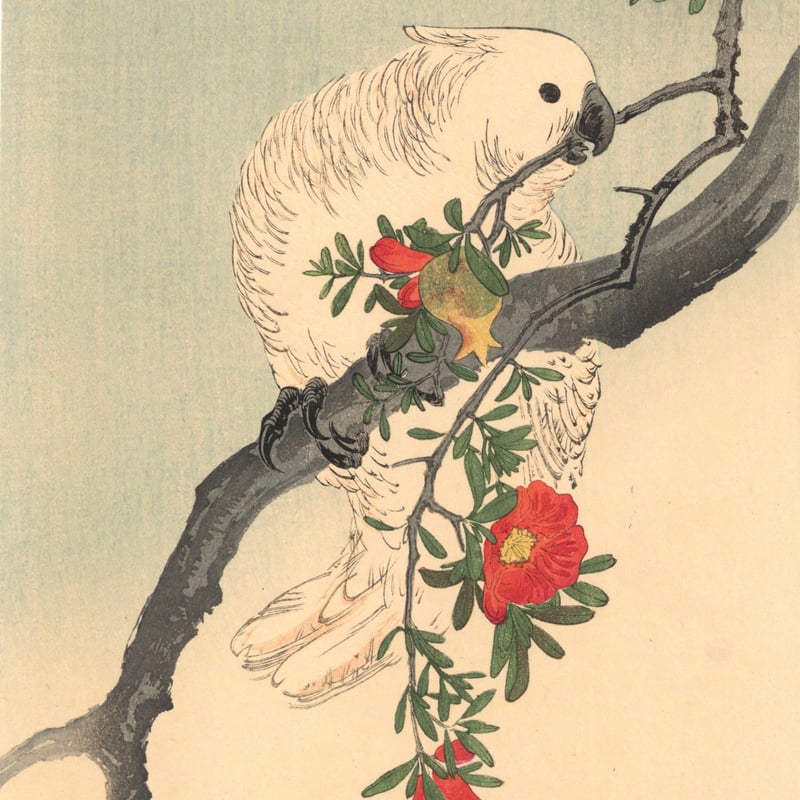 額装品　リプロダクション　S.マネッティ「鸚鵡の図」鳥類図鑑　博物画　美品 櫟に鸚哥図 | 伊藤若冲 - ROSSO GRAFICO 版画