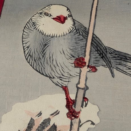 楳嶺 「楳嶺花鳥画譜　島鵯　温牡丹」