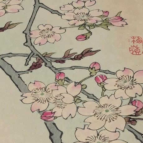 楳嶺 「楳嶺花鳥画譜　糸桜　啄木鳥」