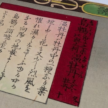 楳嶺 「楳嶺花鳥画譜　島鵯　温牡丹」