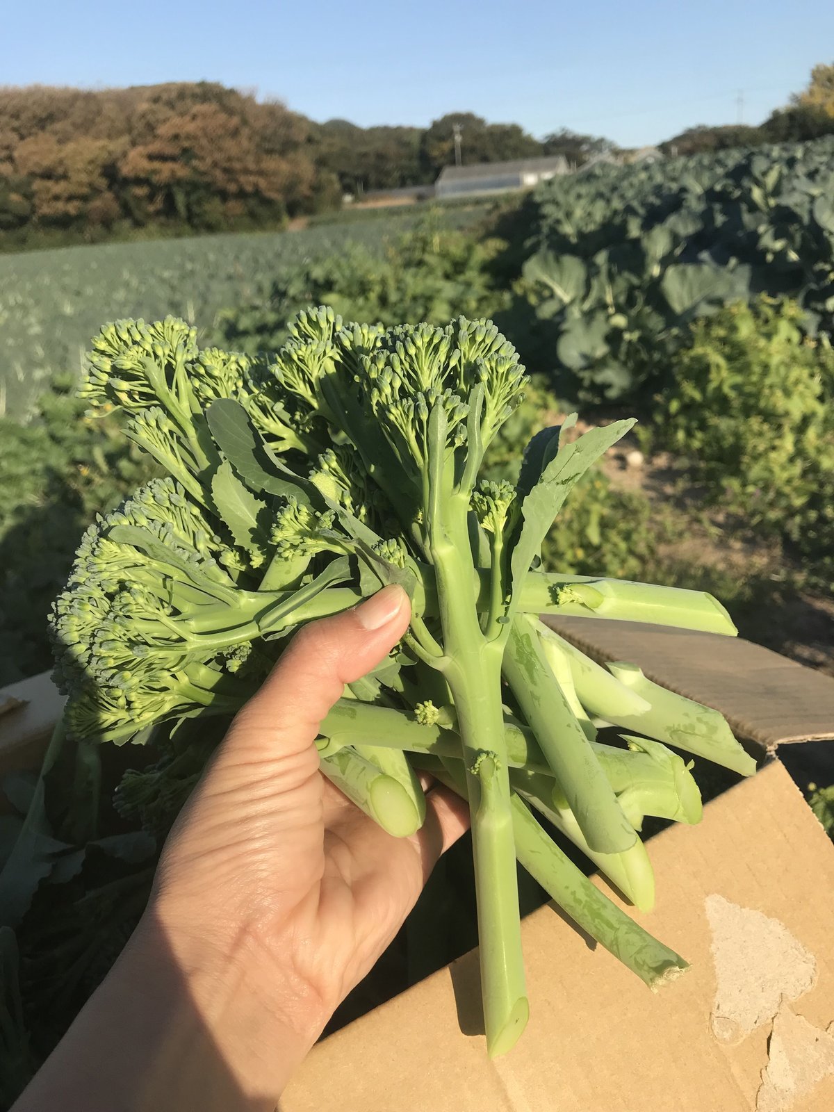 海辺育ちのブロッコリーニ | Mi Veggies STORE