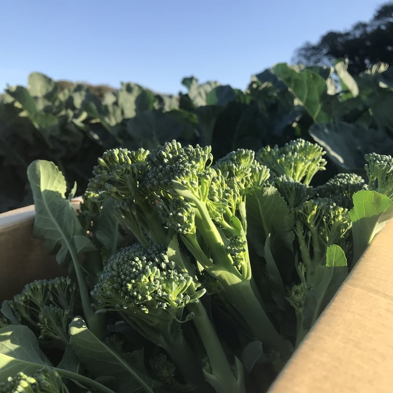 海辺育ちのブロッコリーニ | Mi Veggies STORE