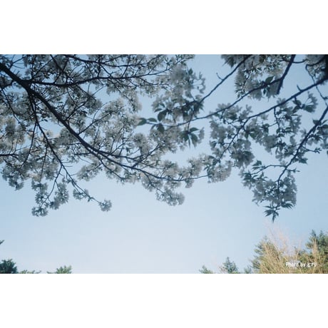 〖Olympus〗Trip35 （#153)