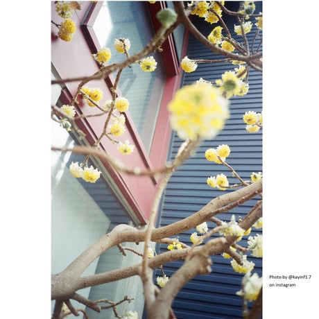 〖Olympus〗XA2（#383）
