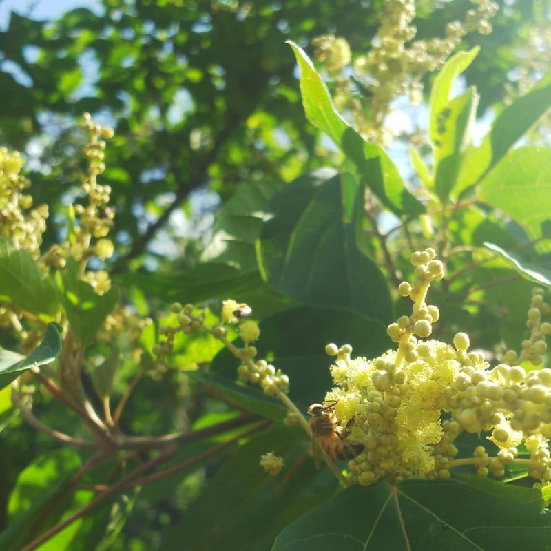 百花 | 京都ヒグチ養蜂園