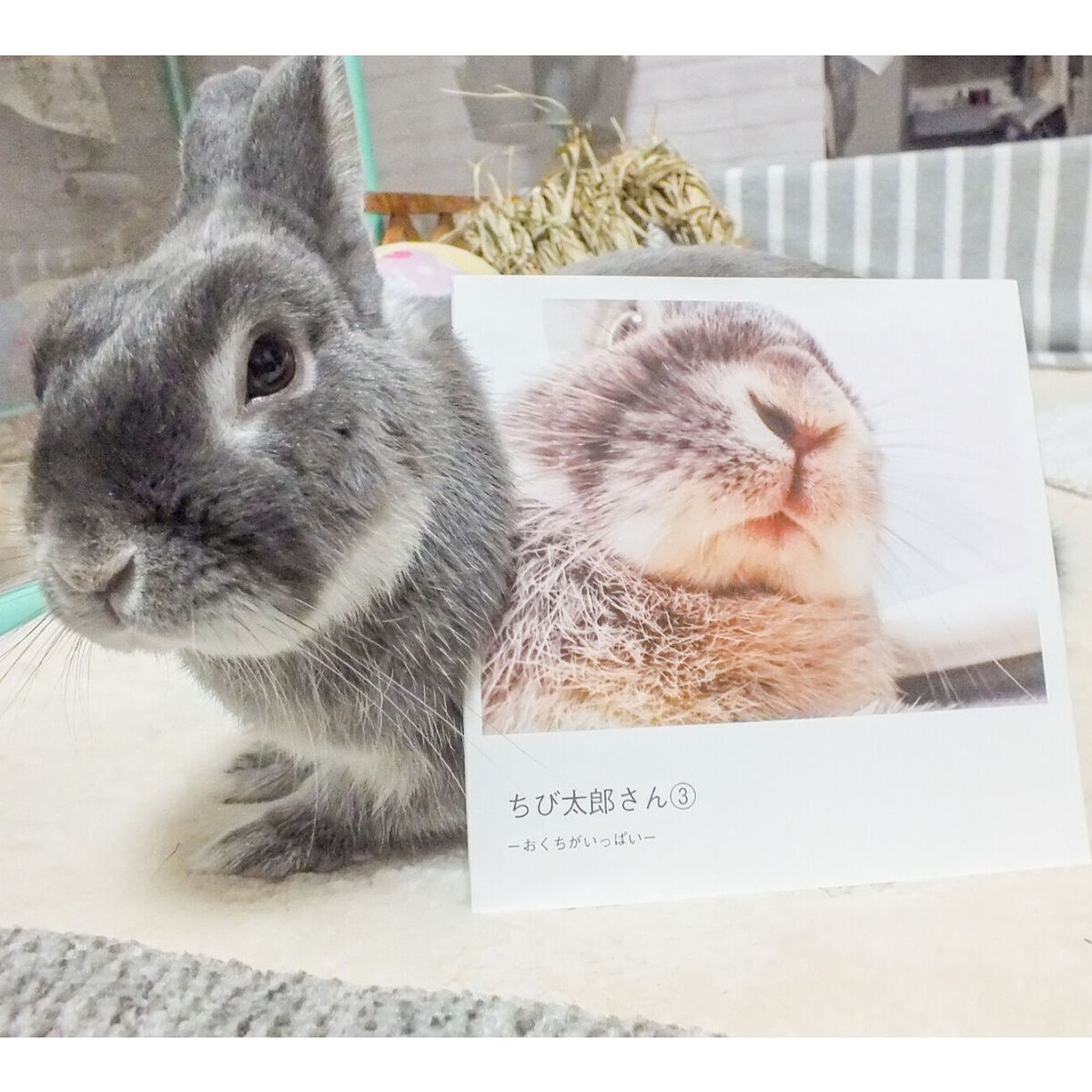 ちび太郎さん③ーおくちがいっぱいー | KUJIRA STORE