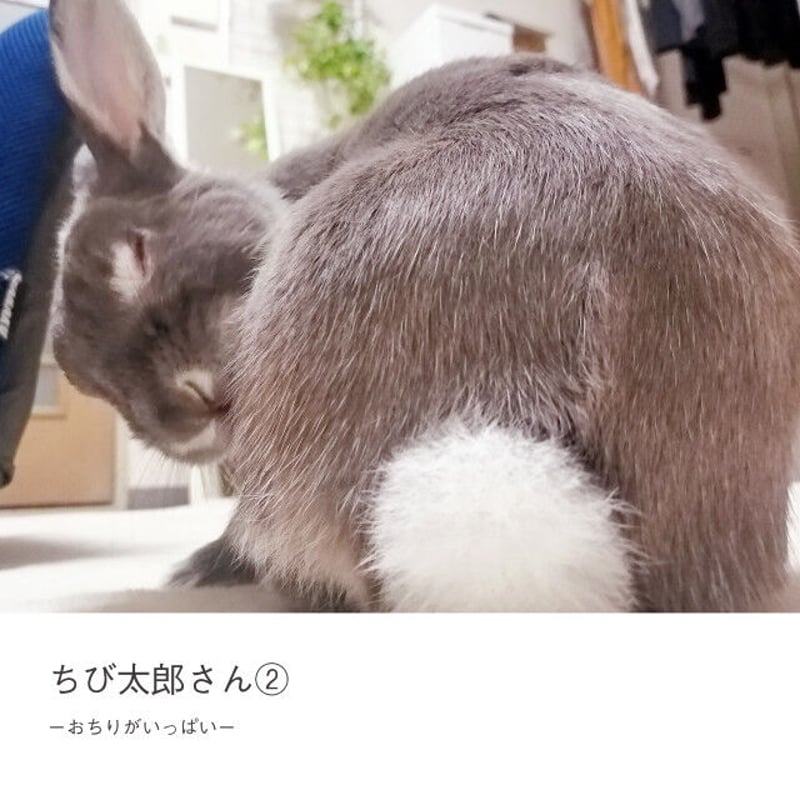 ちび太郎さん②ーおちりがいっぱいー | KUJIRA STORE