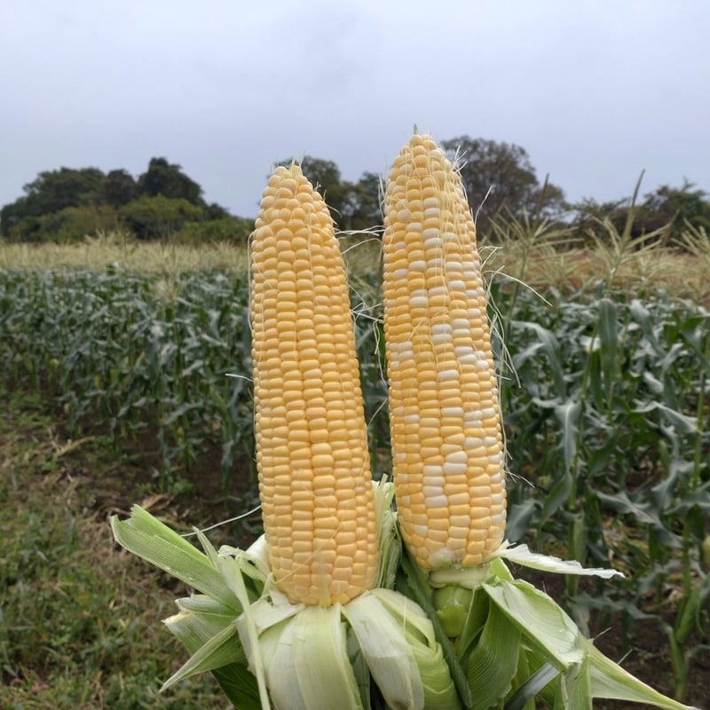 北海道 厚沢部産】とうもろこし3種 | こころマルシェ
