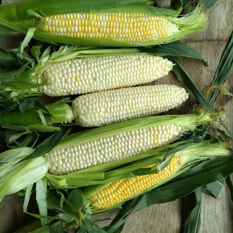 北海道 厚沢部産】とうもろこし3種 | こころマルシェ
