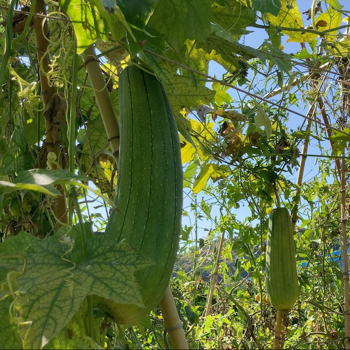 ヘチマたわし おまかせ5個セット | weeds vegetable garden ONLIN