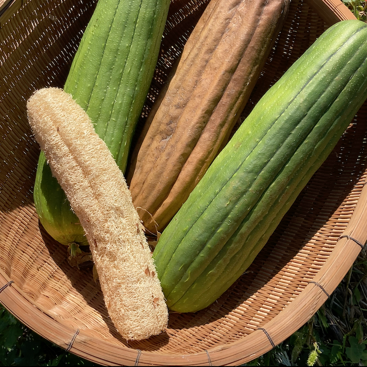 ヘチマたわし おまかせ5個セット | weeds vegetable garden ONLIN