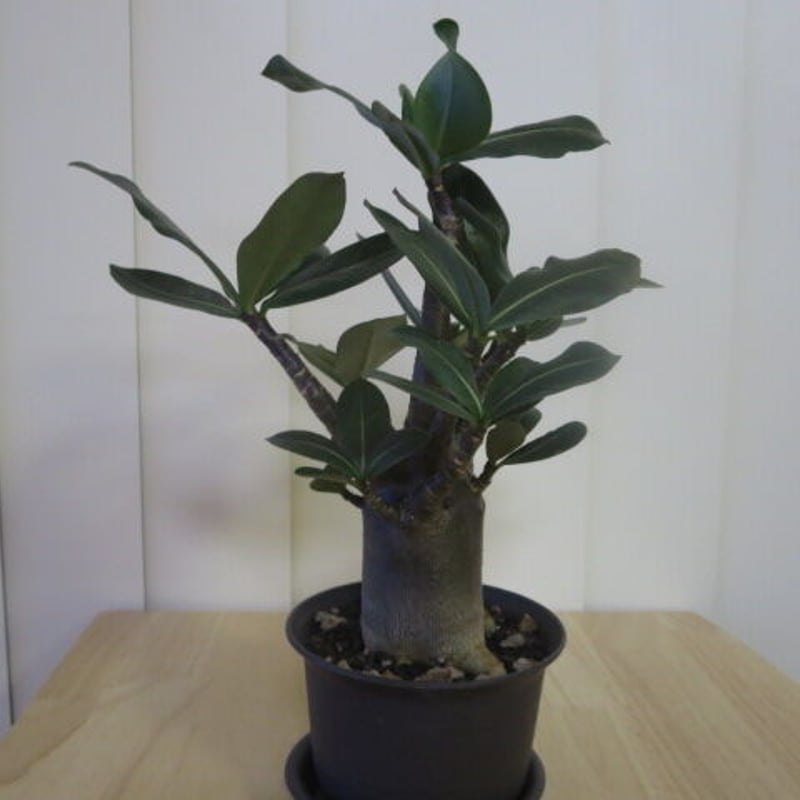 特価販売】（ブラックスキン/超極太）アデニウム アラビカム 刺々し BT  