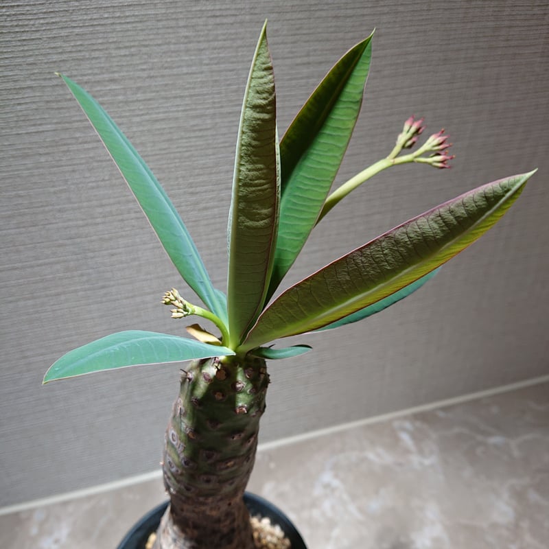 ユーフォルビア・パキポディオイデス | 塊根植物 ロッキー