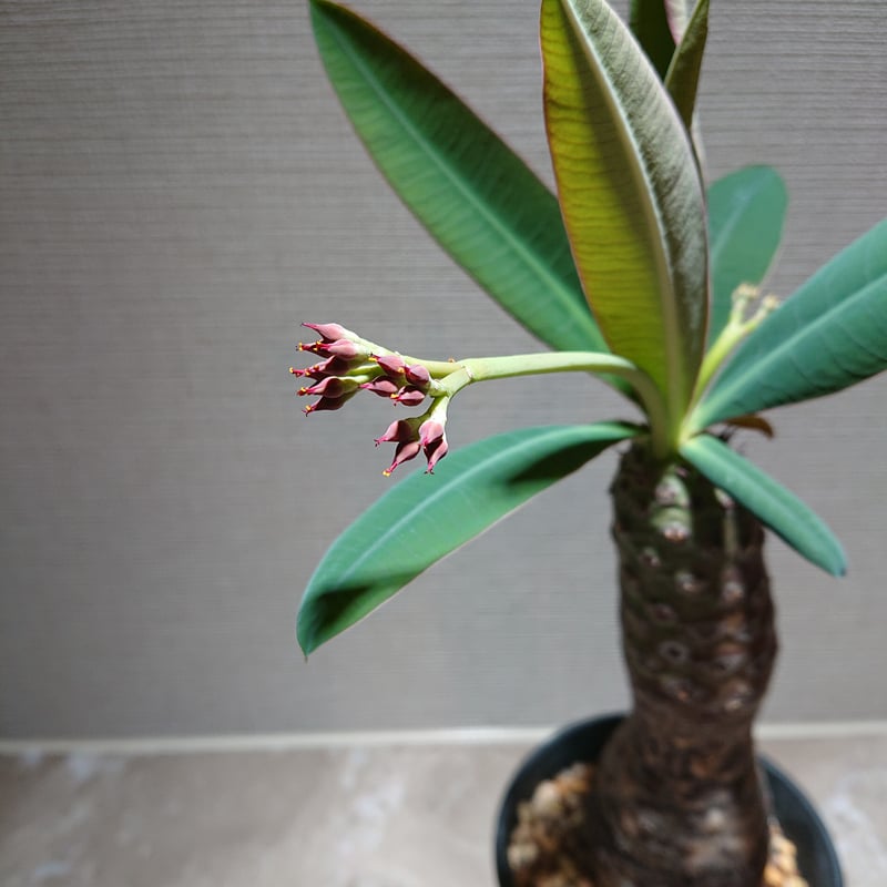 ユーフォルビア・パキポディオイデス | 塊根植物 ロッキー パキカウル