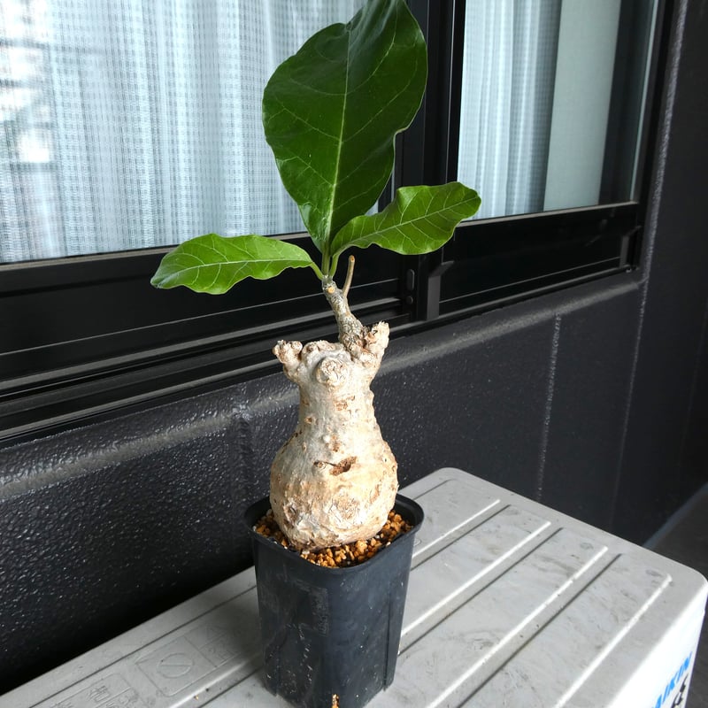 フォッケア・ムルチフローラ2 | 塊根植物 ロッキー パキカウル