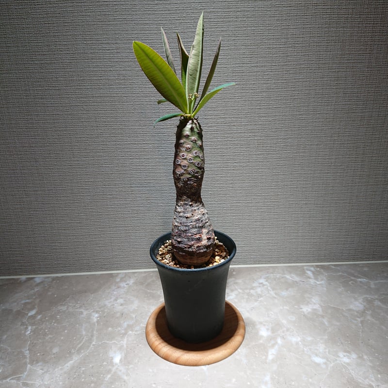 ユーフォルビア・パキポディオイデス | 塊根植物 ロッキー
