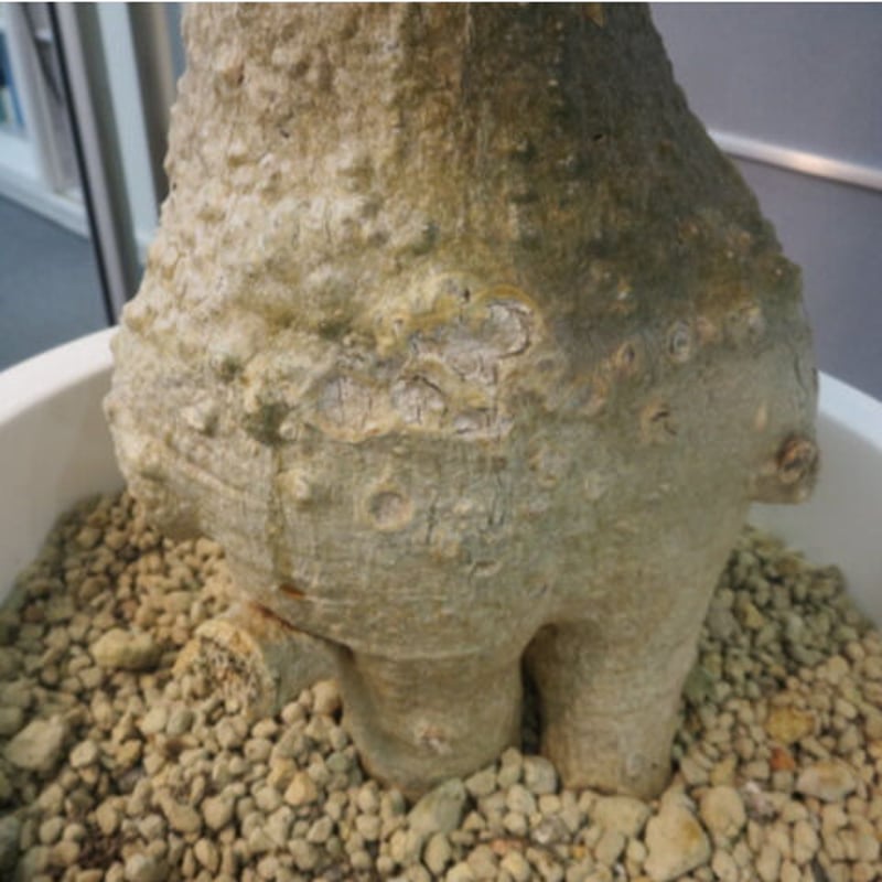 サンゴアブラセット！超特大　お団子　フォッケア ムルチフローラ　現地株　発根済 サンゴアブラセット！超特大 お団子 フォッケア ムルチフローラ