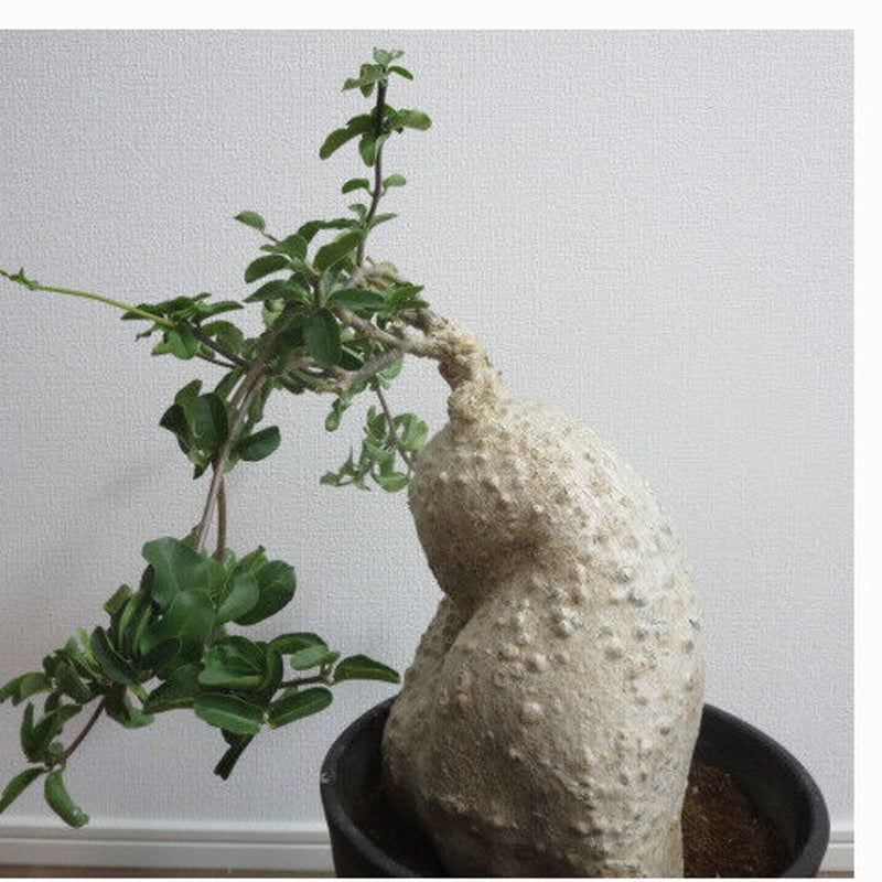 フォッケア・エデュリス巨大