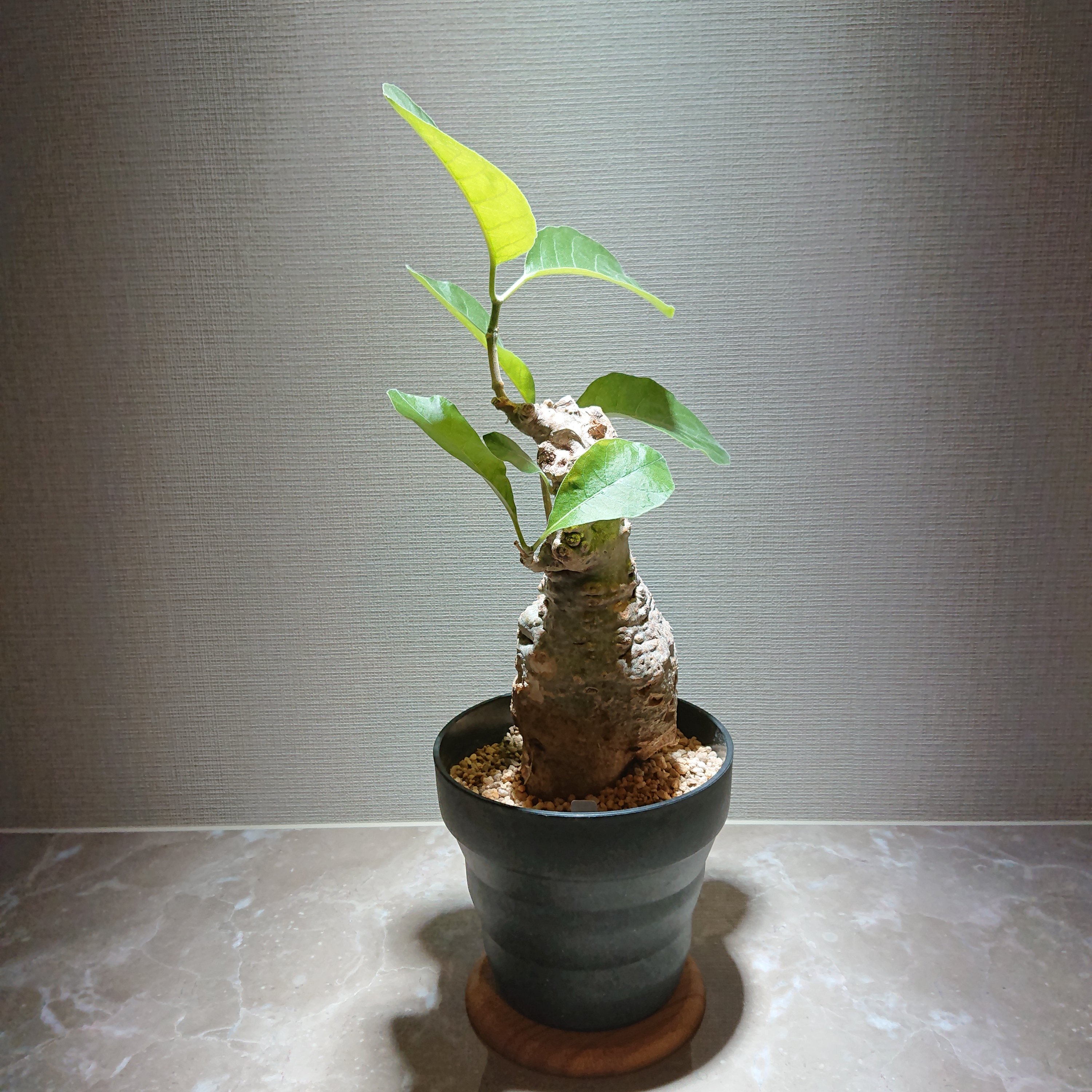 フォッケア　ムルチフローラ　鉢つき フォッケア・ムルチフローラ2 | 塊根植物 ロッキー パキカウル