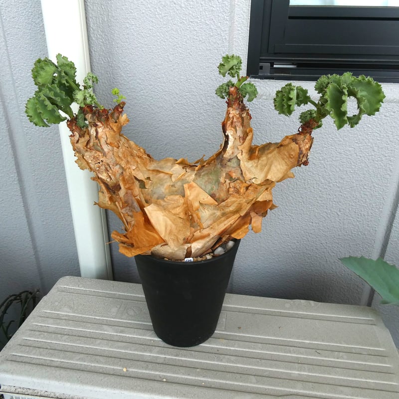 キフォステンマ・マクロプス 1 巨大株 | 塊根植物 ロッキー パキカウル