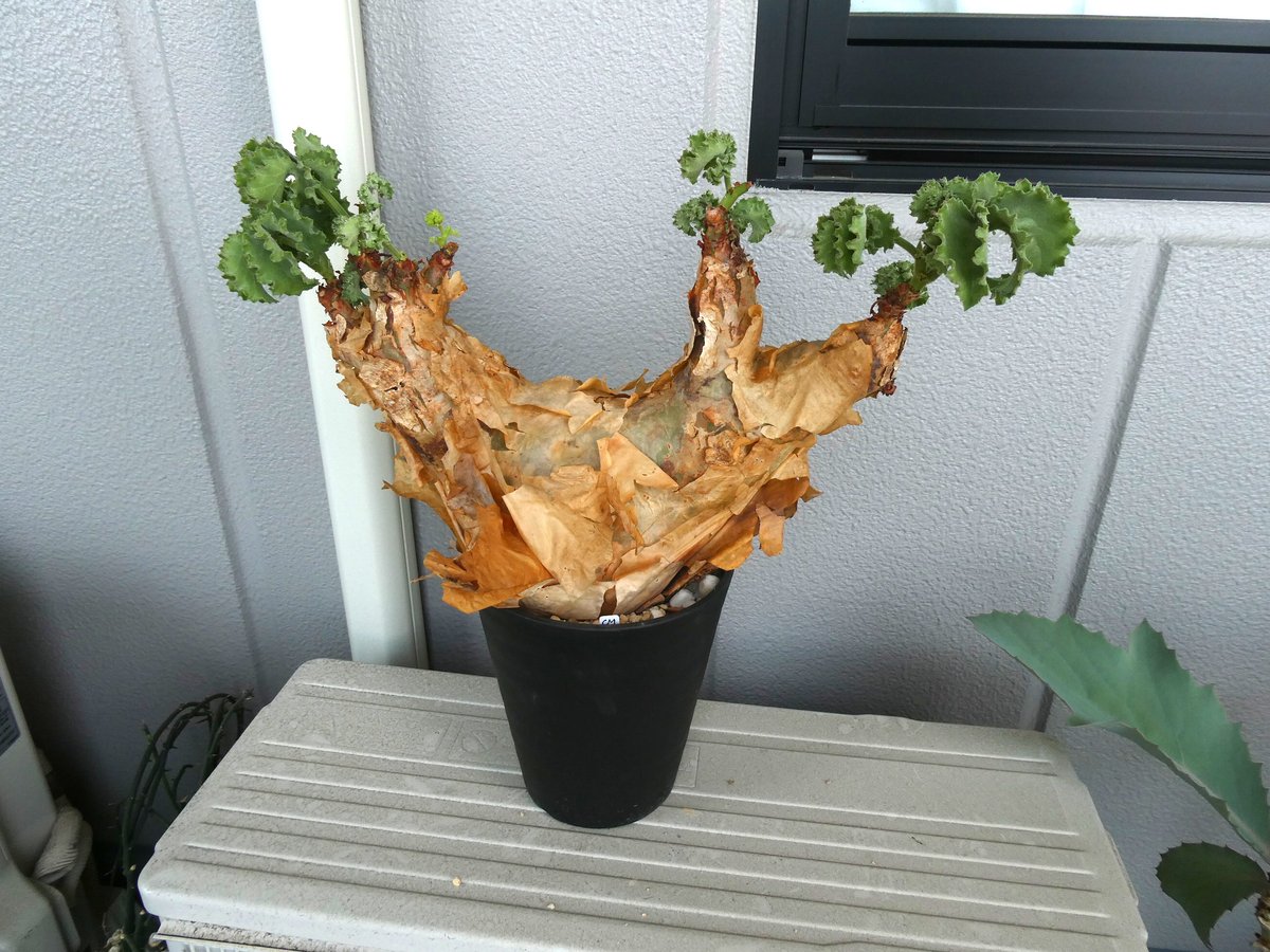 キフォステンマ・マクロプス 1 巨大株 | 塊根植物 ロッキー パキカウル