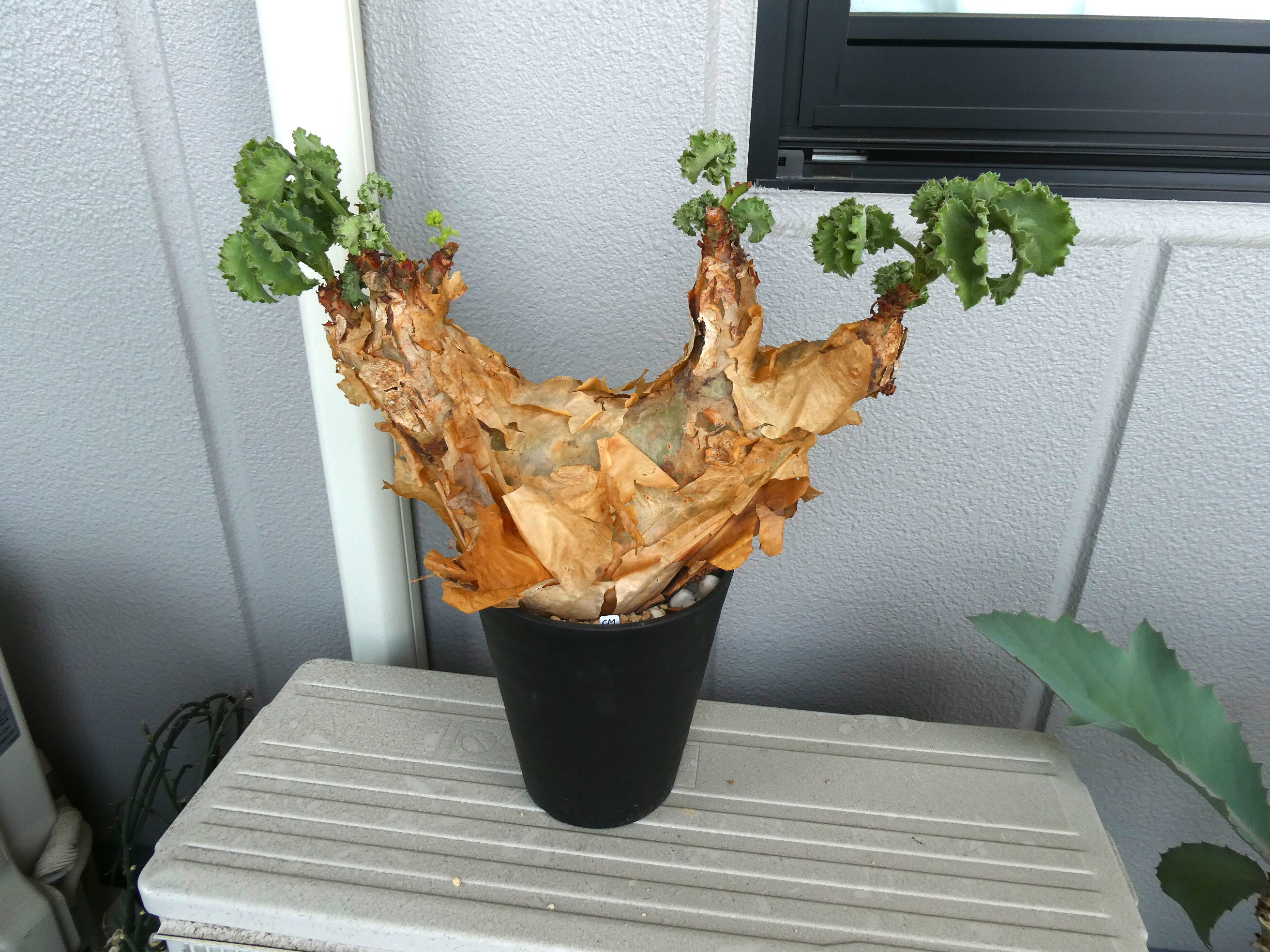 キフォステンマ・マクロプス 1 巨大株 | 塊根植物 ロッキー パキカウル