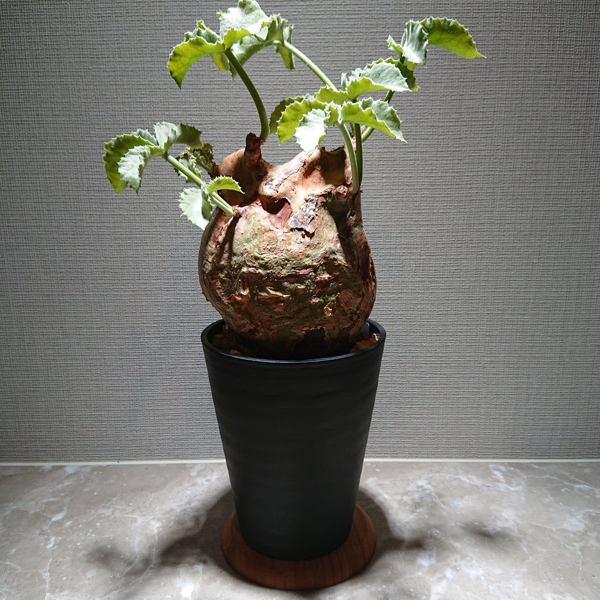 ボンテンマル　鉢込みマクロプス 塊根植物：キフォステンマ ウター マクロプス*塊幅4cm 現品