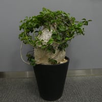 塊根幅25cm↑ ど扁平　特大肉塊　異形塊根　岩肌　フォッケア　ムルチフローラ 塊根幅25cm↑ ど扁平 特大肉塊 異形塊根 岩肌 フォッケア ムルチ