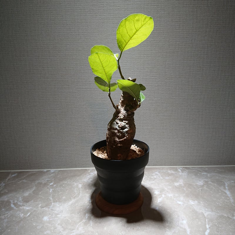 フォッケア・ムルチフローラ2 | 塊根植物 ロッキー パキカウル