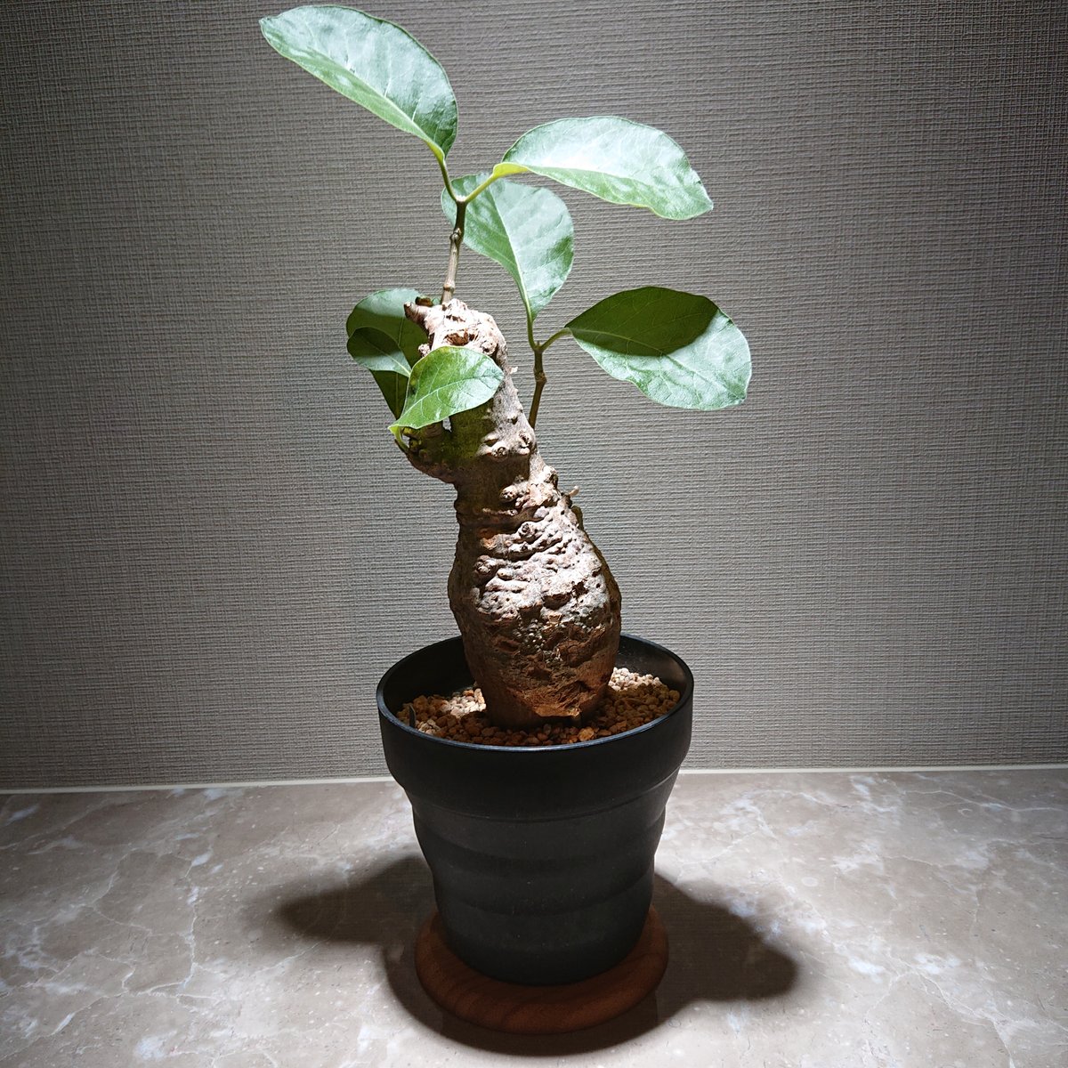 フォッケア・ムルチフローラ2 | 塊根植物 ロッキー パキカウル フォッケア・ムルチフローラ2 | 塊根植物 ロッキー パキカウル