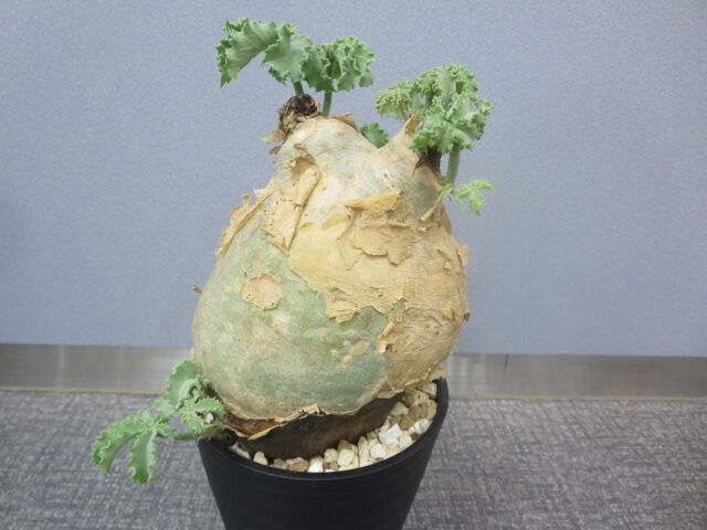 ボンテンマル　鉢込みマクロプス ボンテンマル 鉢込みマクロプス キフォステンマ・マクロプス 2 ぽって