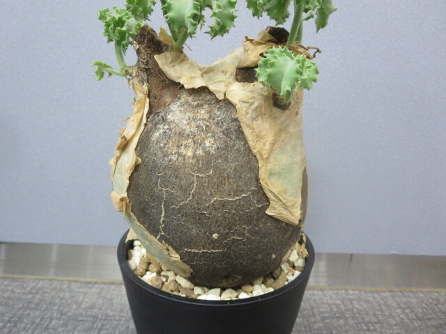 ボンテンマル 鉢込みマクロプス キフォステンマ・マクロプス 2 ぽって