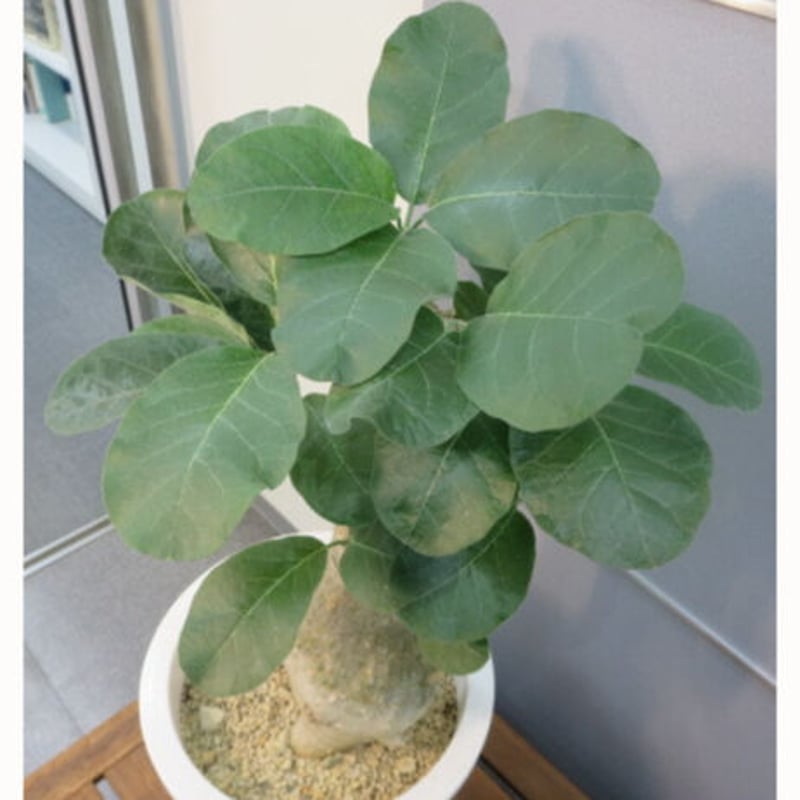 フォッケア・ムルチフローラ 特大株 | 塊根植物 ロッキー パキカウル