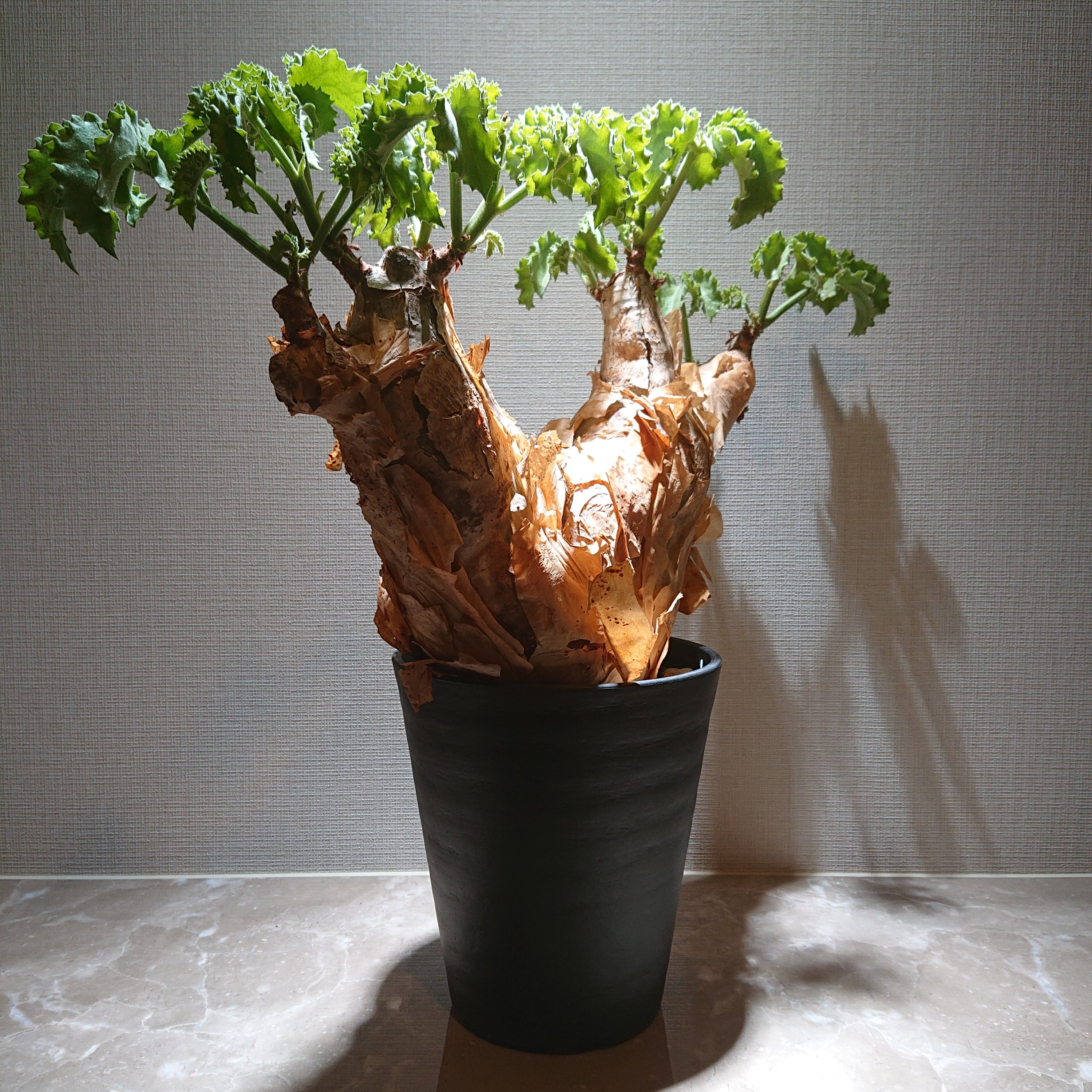 キフォステンマ・マクロプス 1 巨大株 | 塊根植物 ロッキー パキカウル