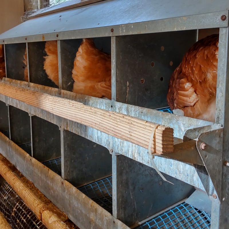 平飼い鶏卵 270個入り 大分県佐伯市産 32e16bce3055d887c70839911f7808